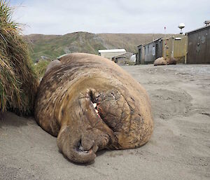 A large seal with a big hook on its nose laying on sand with buildings in the background.