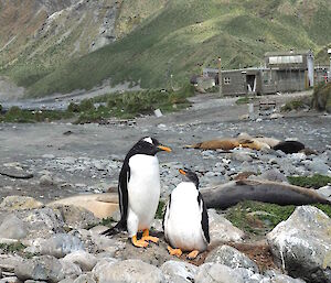 Two penguins standing on a rock, one bigger than the other.