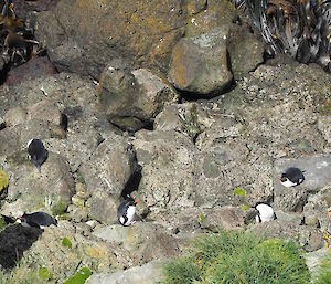 Penguins in a rocky landscape.