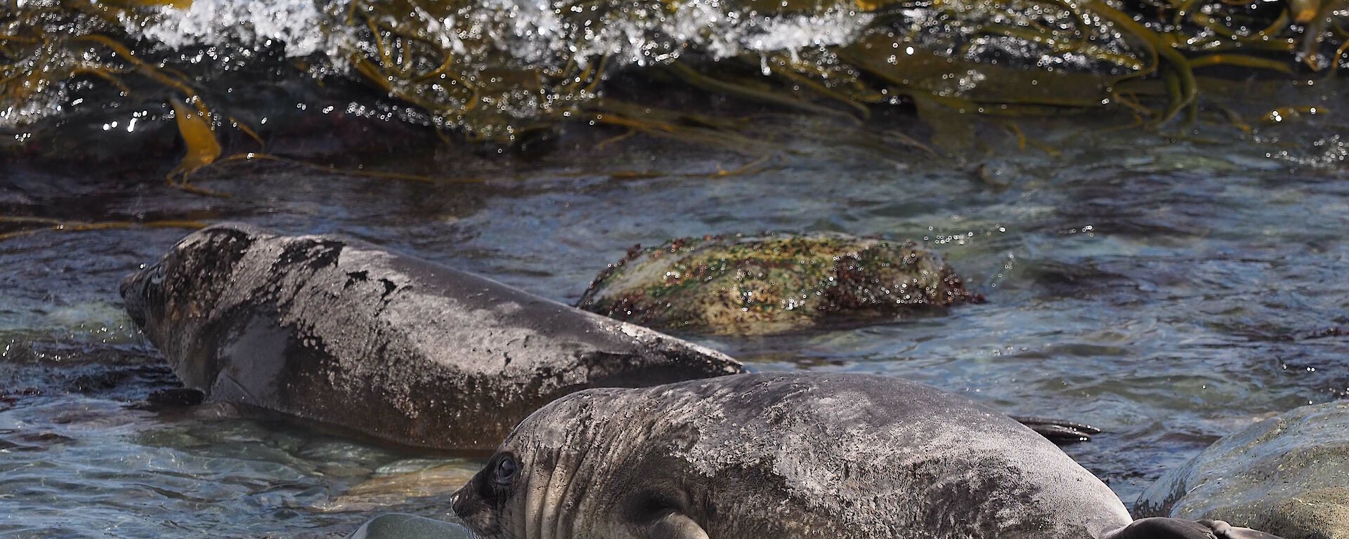 A baby seal in water with rocks surrounding it.