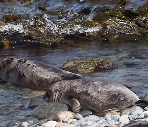 A baby seal in water with rocks surrounding it.