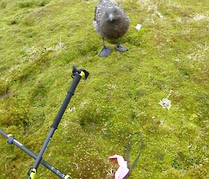 A bird with duck like feet looking at hiking gear left on the ground.