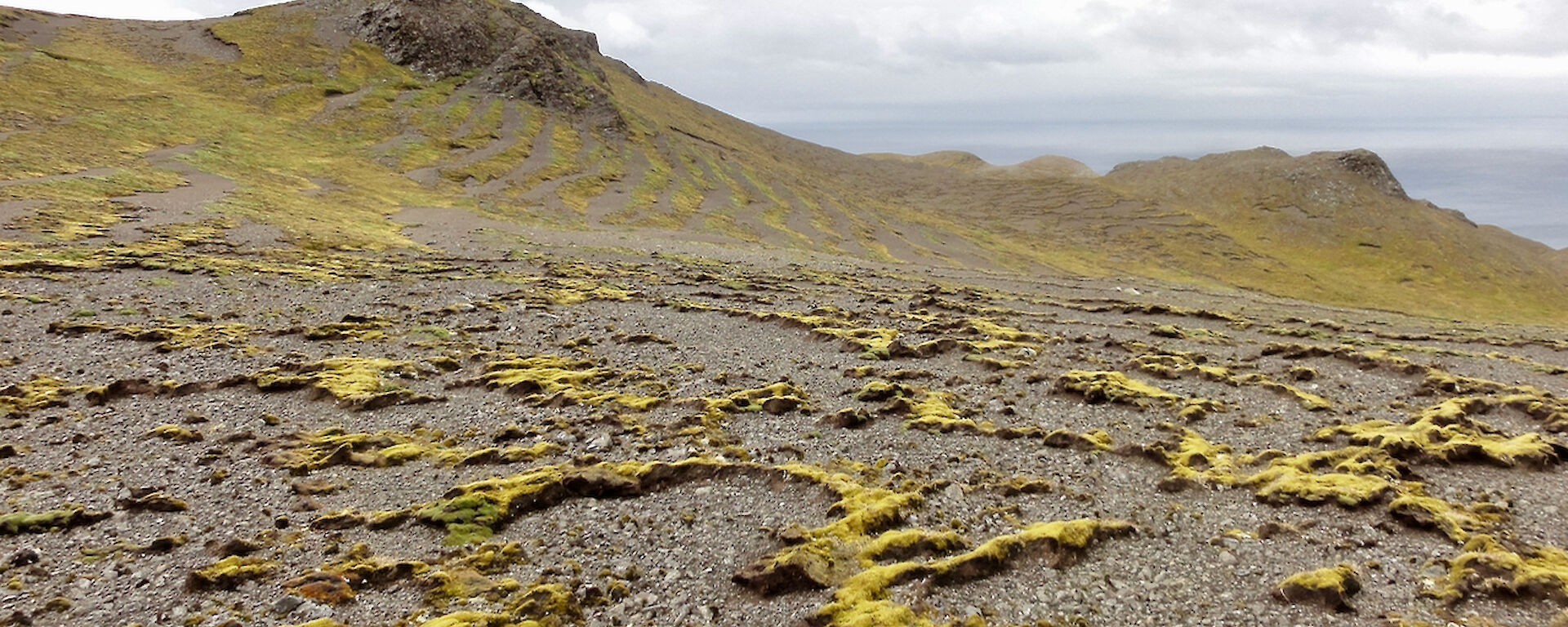 Yellow/green plants on a rock like surface.