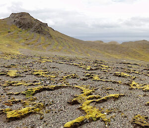 Yellow/green plants on a rock like surface.