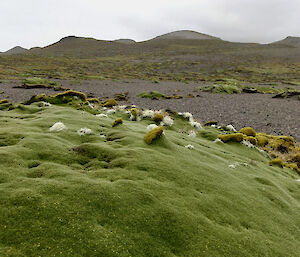 Green cushion plant covering the ground with rock covered ground and then mountains.