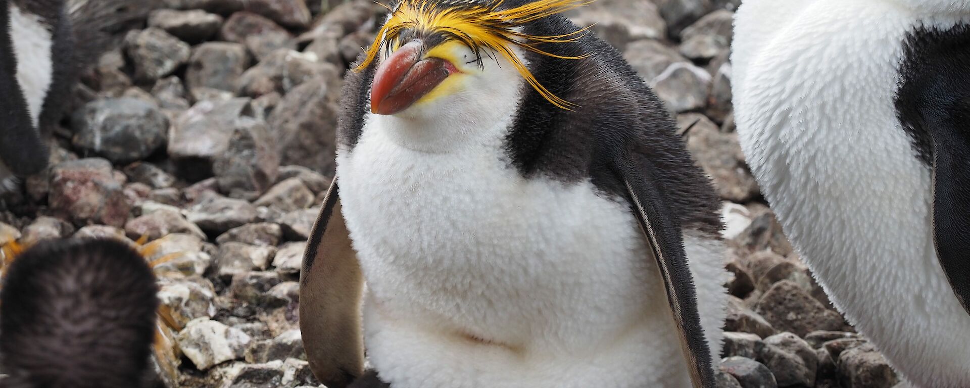 A royal penguin and chick at the Sandy Bay colony.