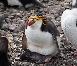 A royal penguin and chick at the Sandy Bay colony.