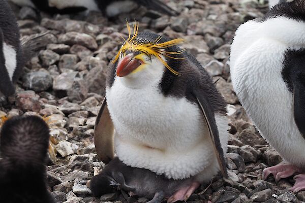 A royal penguin and chick at the Sandy Bay colony.