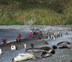 Visitors at Sandy Bay experiencing the weaners, king penguins and royal penguins.