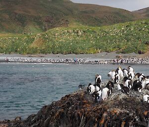 Visitors at Sandy Bay on the beach and on the walkway to the royal penguin colony.