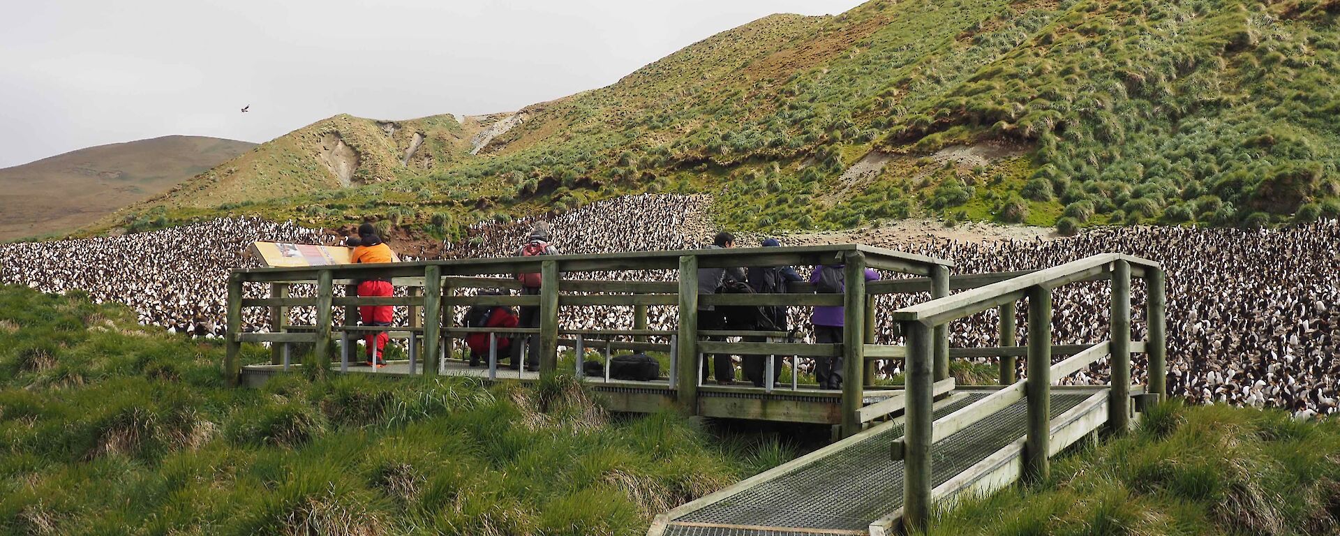 The viewing platform at the Sandy Bay royal penguin colony.