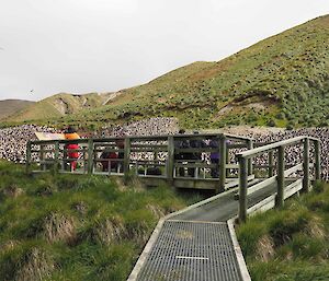 The viewing platform at the Sandy Bay royal penguin colony.