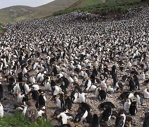 Royal penguins and their chicks at the Sandy Bay colony.