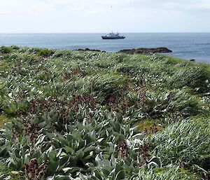 Pleurophyllum hookeri flowering at Sandy Bay, with the Spirit of Enderby in the background.