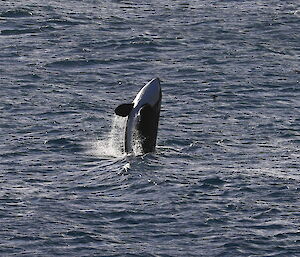 An orca (aka Killer Whale) captured in full flight – Macquarie Island