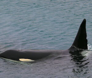 An Orca (aka Killer Whale) lurking in the shores of Macquarie Island