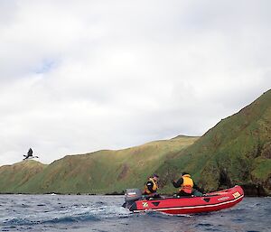 Macquarie Island boating team chased by a Macquarie Island shag.