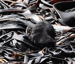 Sub-Antarctic fur seal pup sleeping on a pile of kelp.