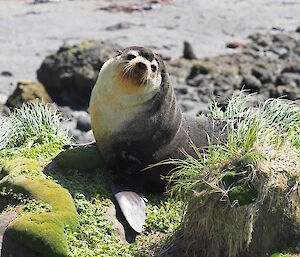 A seal with its head poking up.