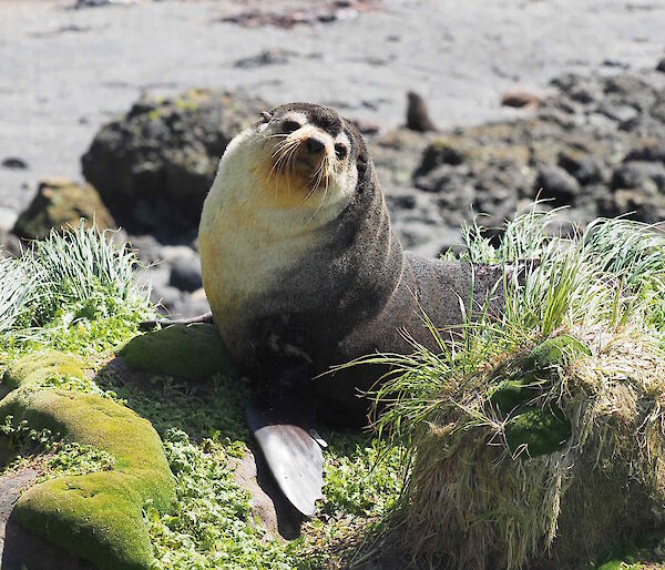 A seal with its head poking up.