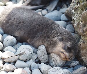 Sleeping Antarctic fur seal pup.