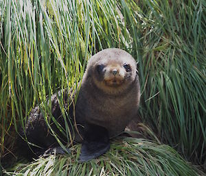 Antarctic fur seal pup.