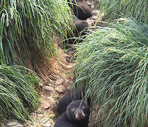 Antarctic fur seal pups.