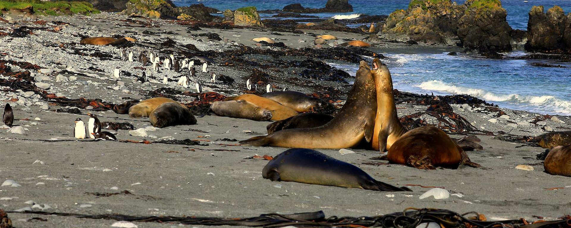 A black sandy beach with elephant seals and penguins on it.