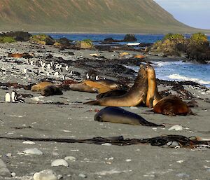 A black sandy beach with elephant seals and penguins on it.