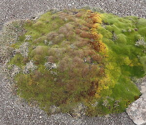 An image highlighting the progression of dieback on azorella macquariensis from this summer’s recently completed azorella project.