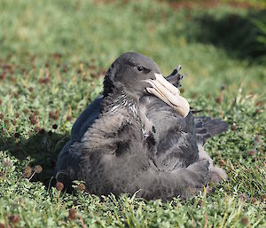 A northern giant petrel chick with glossy new adult plumage — a small amount of grey chick fluff remains.