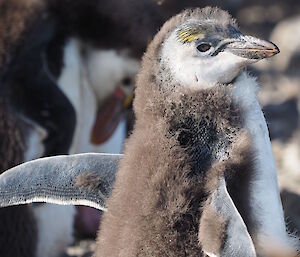 Distinctive yellow crest feathers are starting to develop on this royal penguin chick.