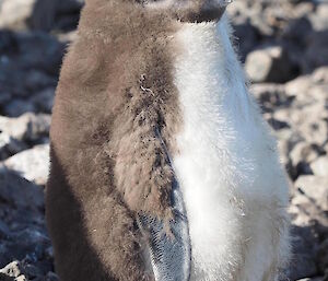 A less advanced royal penguin chick — it is starting to develop adult flipper feathers.