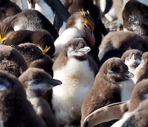 Groups of royal penguin chicks in a colony are called a creche.