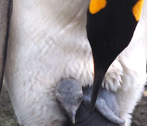 A recently hatched king penguin chick.
