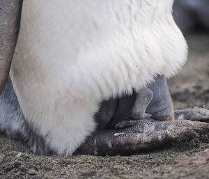 A recently hatched king penguin chick sleeps on the feet of its parent.