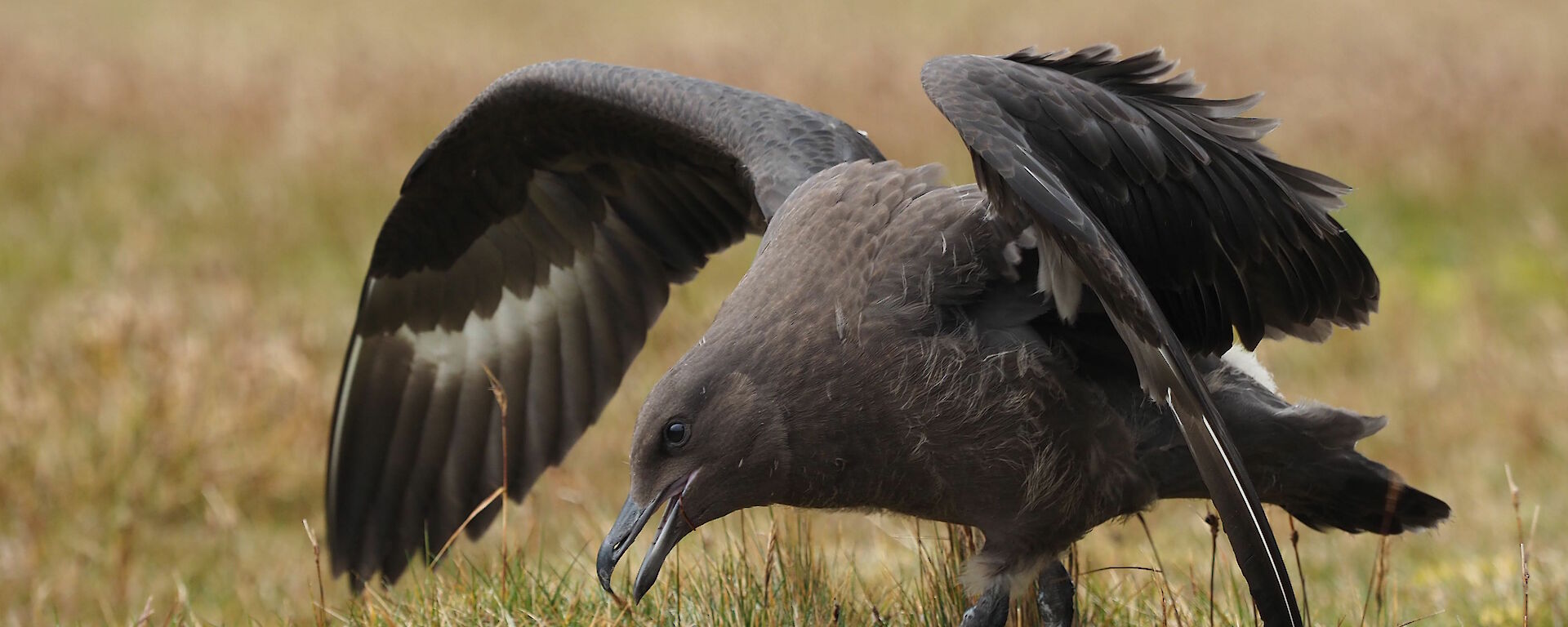 This skua chick is stretching its new wings — it still has a small amount of brown fluff.