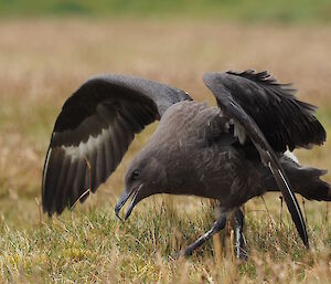 This skua chick is stretching its new wings — it still has a small amount of brown fluff.