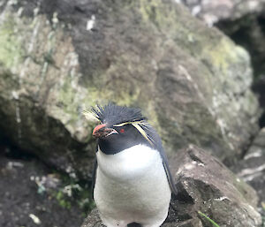 A Macquarie Island Rockhopper penguin.