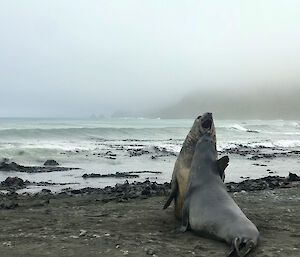 The Macquarie Island ‘Beachmaster’ elephant seals mid-battle.