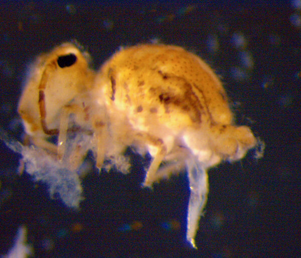 Endemic Symphypleona springtail (Collembola) Katianna banzarei.