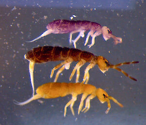 Isotomidae springtails (Collembola).