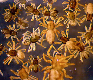 So many spiders Parafroneta marrineri.