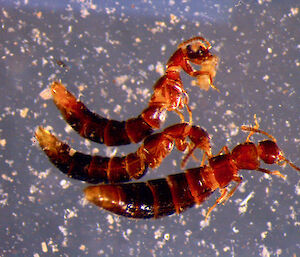 Staphylinidae beetles Leptusa antarctic.