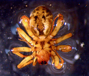 Myro kerguelensis is found everywhere on the island, every in the snow on the plateau.