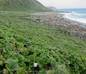 Invertebrate monitoring site at Lusitania Bay.