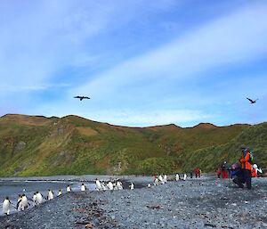 Blue sky, sunshine and parading kings at Sandy Bay.