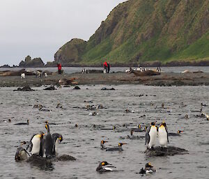 There was plenty of king penguins and elephant seal action at Sandy Bay.