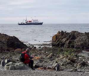 A close king penguin encounter, with the Spirit of Enderby in the background.