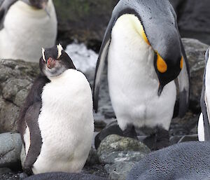 An erect-crested penguin amongst kings at Sandy Bay.